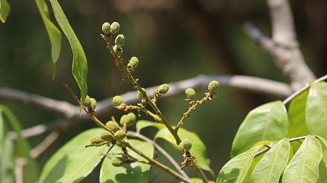 绿色的龙眼水果花