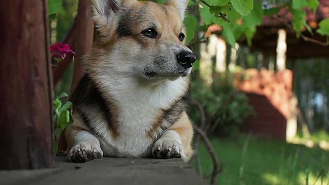 威尔士柯基犬彭布罗克在自家的阳台上休息。