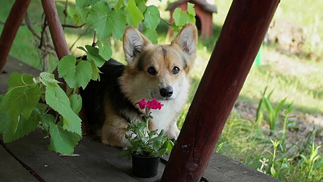 威尔士柯基犬彭布罗克在自家的阳台上休息。