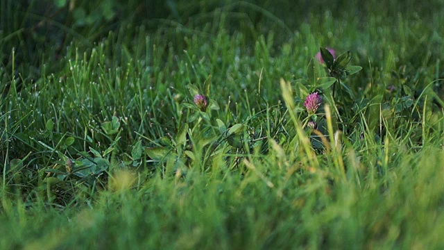 农村的场景。一个女人小心翼翼地把一只小兔子抱在怀里。