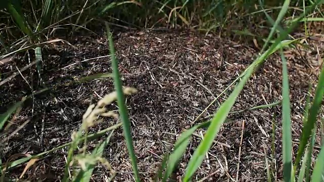 蚂蚁的殖民地。野外生活。微距摄影。