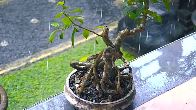 雨中的日本盆景树，印尼巴厘岛