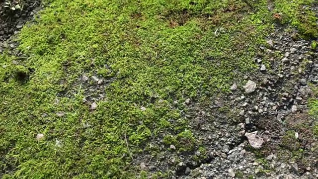 全景新鲜的绿色苔藓。纹理和背景