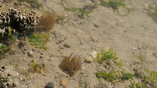 浅水底部伸出的海洋生物