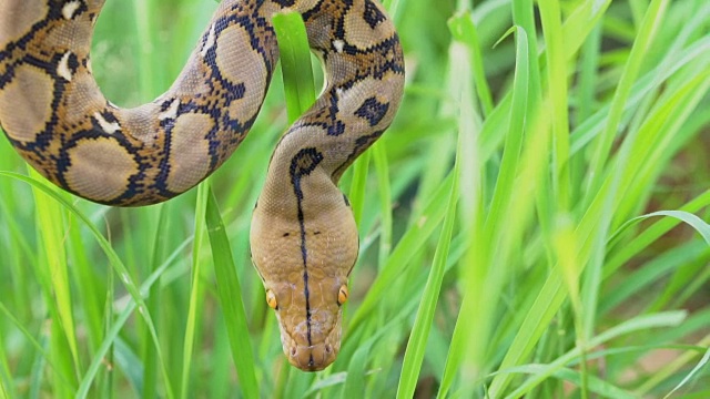 python(莫雷利亚viridis)。眼睛的特写