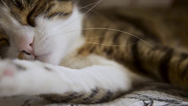 虎斑猫一边打扫一边躺在沙发上。