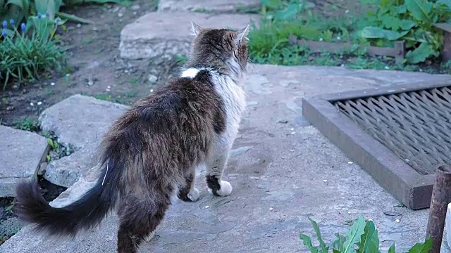 猫在花园里散步，选择性的柔焦