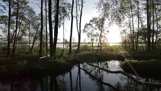 美丽的森林池塘的日出全景