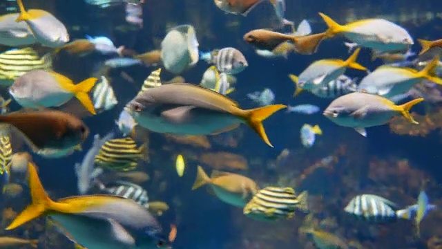 水族馆水下的黄鳍鱼或硬鳍鱼