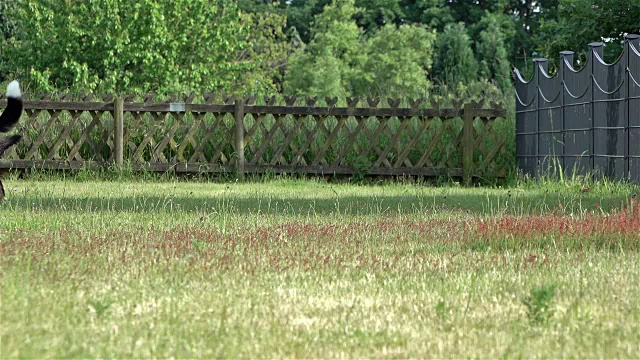 德国牧羊犬与伯恩斯山地犬的慢动作打斗