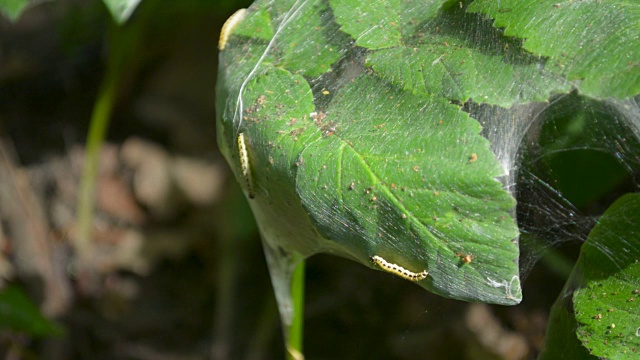 发生蛾、虫、虫等虫害，破坏植物和树木