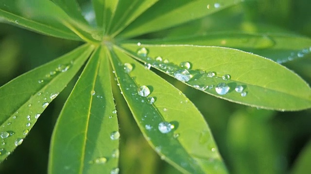 羽扇豆绿叶合上一滴雨露，雨后落在太阳上。夏天自然背景