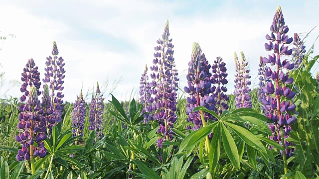 田野上的羽扇豆带着一滴雨露滴在叶子上，紫色的花朵雨后落在太阳天空的背景上。夏天自然背景