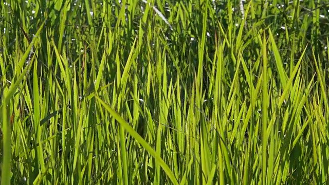 慢动作风吹草在浅太阳早晨草地。它绿色美丽的草原在自然的乡村。阳光透过阳光，使风景明亮美丽。