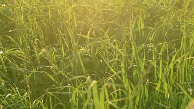 草原草日落慢镜头