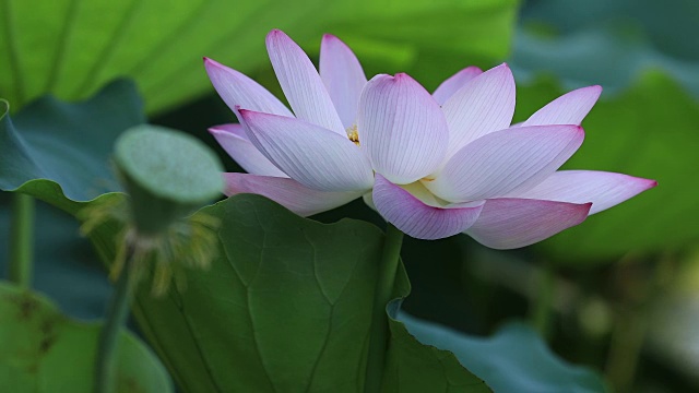 池塘里美丽的粉红色荷花和绿色的叶子