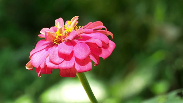 近距离拍摄4k，粉色百日菊花(百日菊紫Cav.)在夏季花园晴天。百日草是雏菊科向日葵属植物的一个属。