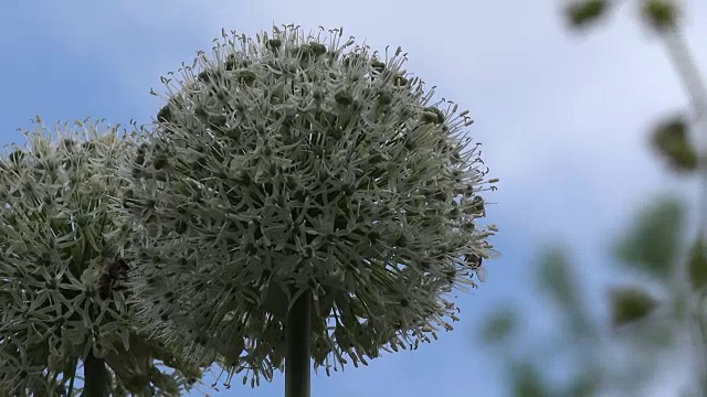 蜜蜂授粉的花