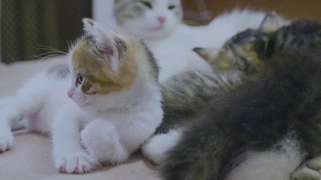 白色的两只小猫玩耍睡觉，互相咬着尾巴咬着。两只小猫播放着慢镜头的生活方式。猫咪游戏概念