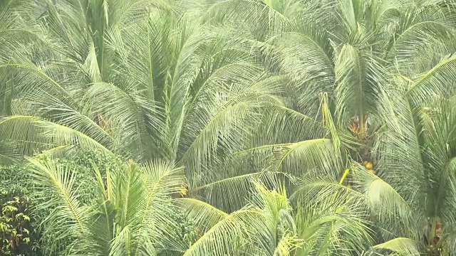 椰子树的绿枝在热带雨中随风摇摆