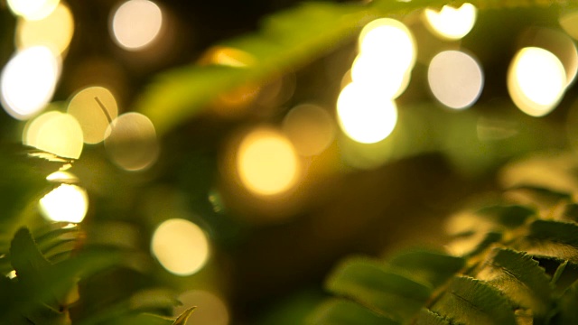 宏观的热带背景与绿色幼蕨类的春天多汁的新鲜叶片