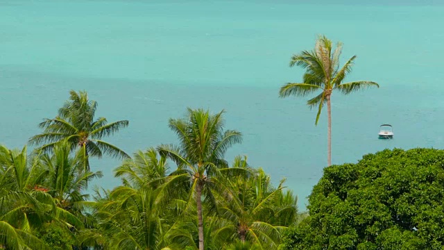 热带海岸有异国情调的椰子树和蔚蓝的海水