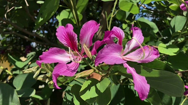 紫色的花羊蹄甲