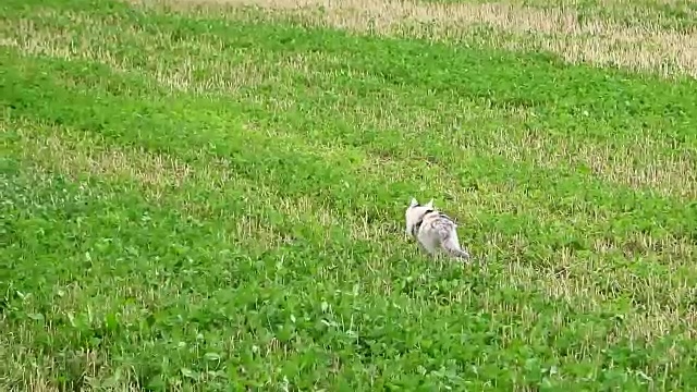 小白灰猫在田野上