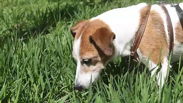 狗杰克罗素梗在外面吃草