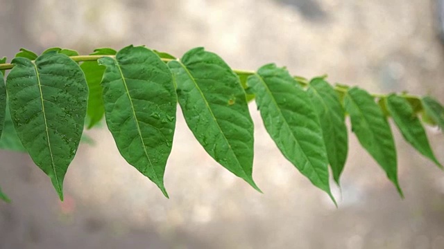 春天的雨滴落在绿叶上。近距离