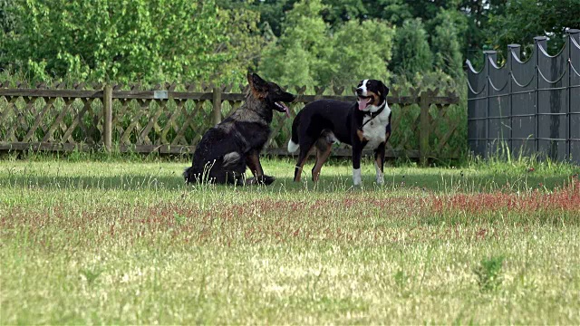 德国牧羊犬与伯恩斯山地犬的慢动作打斗