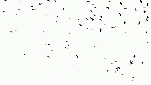 詳情圖-白色背景上的鳥群