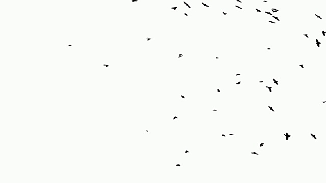 詳情圖-白色背景上的鳥群