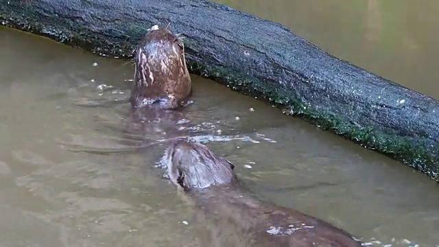 水獭在池塘的一根圆木附近捕猎和吃鱼