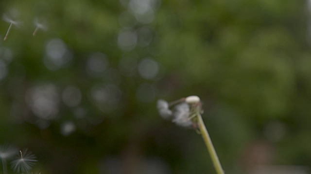 慢镜头:强风将毛茸茸的蒲公英种子从绿色的茎上吹走