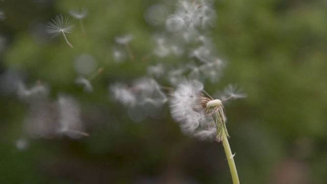 慢镜头:毛茸茸的白色气球被吹到绿色的乡村。