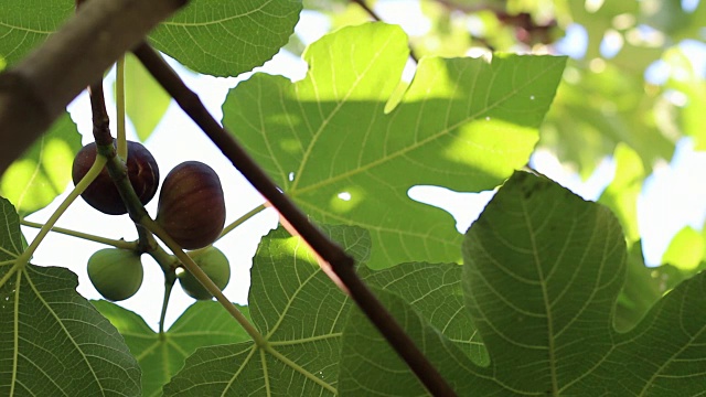 成熟的无花果和无花果叶。深绿色无花果