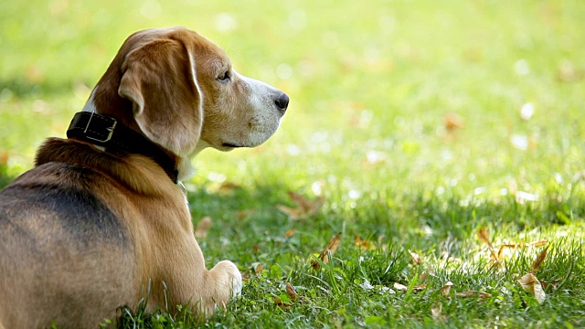 阳光明媚的一天远距离摄影的肖像，小猎犬嗅空气喷气与绿色的草的背景