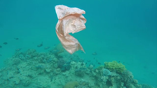 塑料垃圾袋漂浮在红海的珊瑚礁上