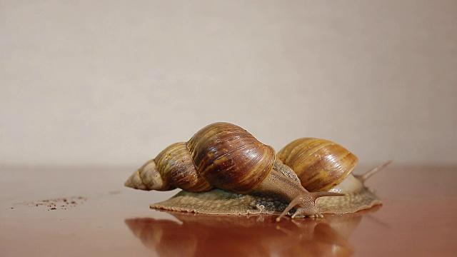两个ahatina蜗牛