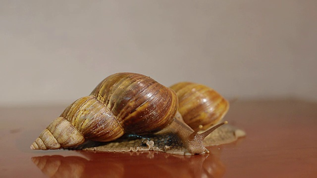 两个ahatina蜗牛