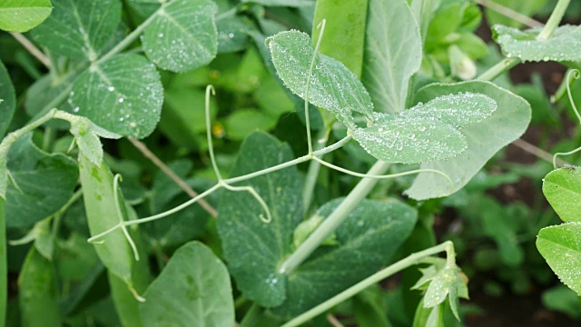 细节豌豆植物与水滴