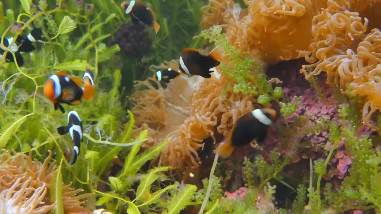 鱼和海葵在安达曼海