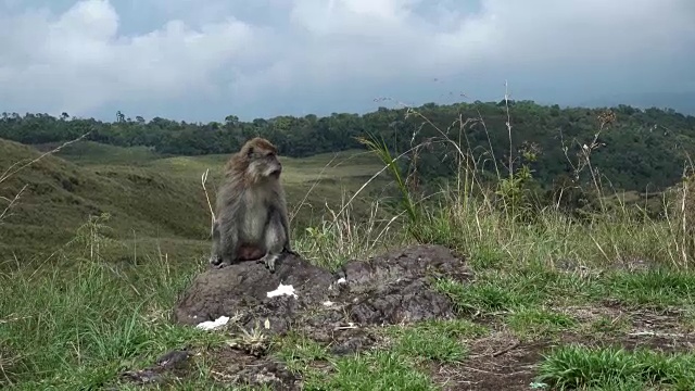 猴子在岩石上，山上的野生动物在绿色的草丛中