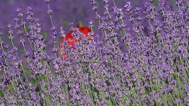 鼠尾草花