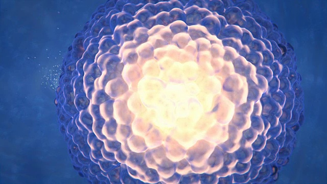 受精过程精子融合