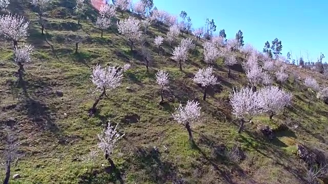 杏仁树领域