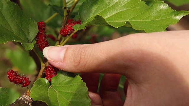 詳情圖-農(nóng)民從樹上收獲成熟多汁的紅色桑樹