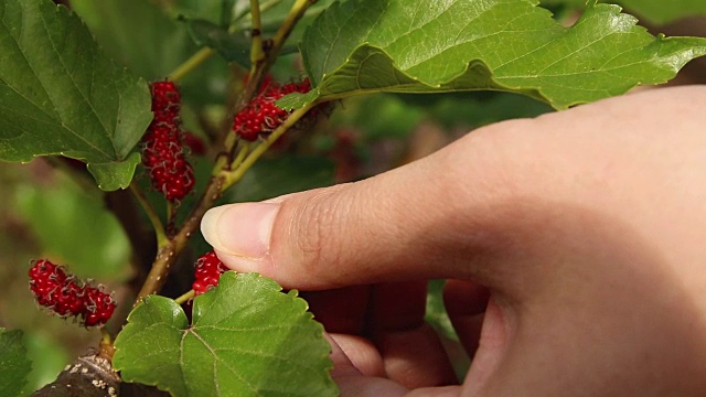 詳情圖-農(nóng)民從樹上收獲成熟多汁的紅色桑樹