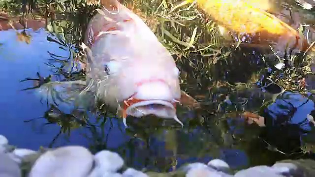 日本鲤鱼在水中，日本锦鲤浮在装饰池塘。花式鲤鱼或锦鲤有红色、橙色和白色。装饰亮丽的鱼漂浮在池塘里